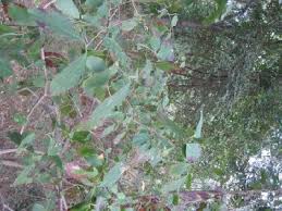 Image result for Combretum psidioides