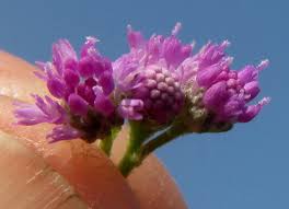 Image result for Ethulia vernonioides