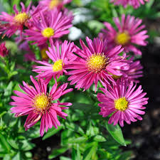 Image result for Asters `Jenny