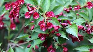 Trova una vasta selezione di piante e bonsai fiori sempreverde a prezzi vantaggiosi su ebay. Piante Con Fiori Rossi Pagina 3 Di 5