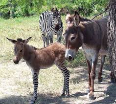 Yari Zebra Yari Esek Ippo Yla Tanisin Hayvan Bebekler Cok Sirin Hayvanlar Zebras