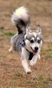 Alaskan Klee Kai Miniature Alaskan Husky Mini Husky Alaskan Klee Kai Dog Breeds Alaskan Husky