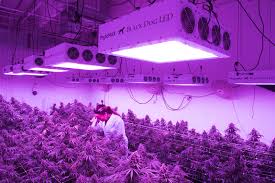 Commercial Led Grow Lights A Case Study Comparing Led With Hps