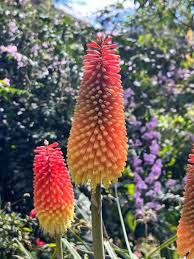 Image result for Kniphofia princeae