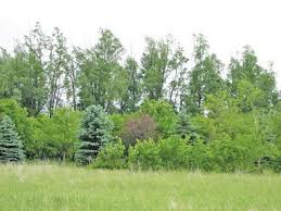 We did not find results for: Fast Growing Willows Make Perfect Windbreak Foundation News Thelandonline Com