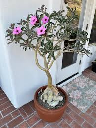 Image result for Adenium boehmianum