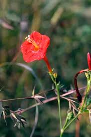 Image result for Ipomoea hederifolia