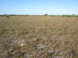 Image result for Pycreus atribulbus