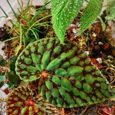 Image result for Begonia rostrata