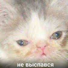 lajk esli zhiza takoe chuvstvo budto vsyu noch delal saltuhi tegi cat kitten catsmeme funycats meme memes memy mordy zhivotnyh smeshnye mordy zhivotnyh
