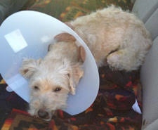 Check spelling or type a new query. Veterinary Clinics Low Cost Emergency Pacc911