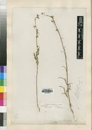 Image result for Cyphia lasiandra