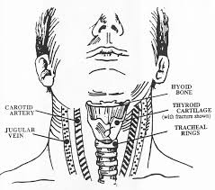 In their first year, residents should be well versed with normal radiographs, ultrasound and ct anatomy followed. Diagram Spine Diagram Neck Full Version Hd Quality Diagram Neck Avdiagrams Assimss It