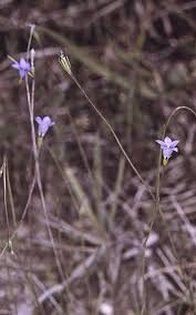 Image result for Wahlenbergia silenoides