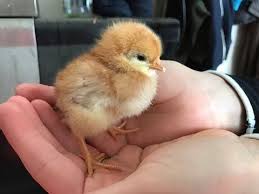 Pin On Chickens