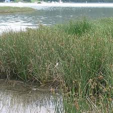 Image result for Cyperus laevigatus