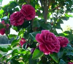 Purple Haze Sasanqua Camellia Camellia Plants Live Plants
