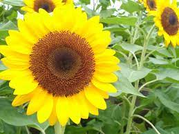 Mojoroto, kota kediri, jawa timur. Paling Keren 20 Bunga Matahari Early Russian Koleksi Bunga Hd