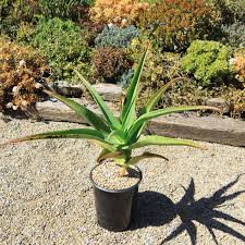 Image result for Aloidendron barberae