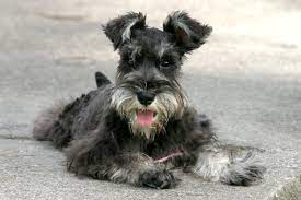 You can browse thru list of maltipoo breeders or consider for sale maltipoo puppies. Perfect Pet Breeds For Allergy Sufferers The Columbian Pet Breeds Pets Breeds