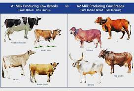 Dairy Pawn Farm Dpf Selection Of Dairy Cattle For Profitable Dairy Farming Proper Selection Is The First And The Most Important Step To Be Adopted In Dairy Farming Records Are The