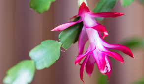 The easter cactus is a knock out when it's in flower, normally at easter or whitsun. Landscape Spotlight Christmas Cactus Schlumbergera Bridgessii