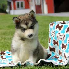 The alaskan malamute is a generally large breed of domestic dog (canis lupus familiaris) originally bred for use as an alaskan sled dog. Alaskan Malamute For Sale In Allegheny County 4