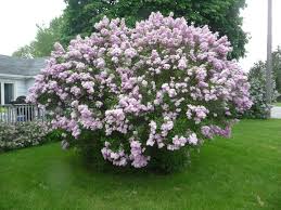 Take an assessment of your lilac. Lilacs Degroot S Nurseries