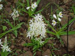 Image result for Chlorophytum burundiense