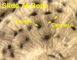 Current science courses in histology, anatomy and embryology and complement the virtual microscopy used in the current medical course. Bone