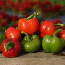 Image result for Capsicum