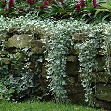 We have selected seven native ground covers that you are bound to enjoy. Silver Falls Dichondra