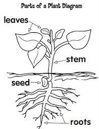 Michelles Charm World Studying Plants And Having Fun Parts Of A Plant Life Science Activities Preschool Science