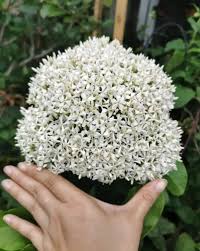 Image result for Ixora fastigiata