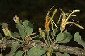 Image result for Erianthemum