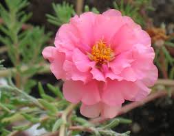 Image result for Portulaca