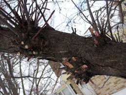 If left too long, they become quite large. Pruning My Crabapple Tree Stacking Functions Garden