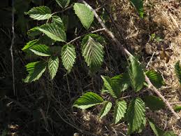 Image result for Rubus pinnatus