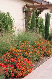 Want maximum color combined with minimal work? Lantana Bush Care How To Grow Lantana Plant And Trees Guide