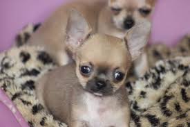Husky puppies for sale melbourne. Home Trained Teacup Chihuahua Puppies Dogs Puppies In Melbourne Vic In 2020 Yorkie Puppy Puppies Teacup Chihuahua Puppies