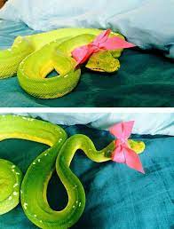 Oh My Gosh A Green Tree Python With A Bow Snakes With Hats Cute Reptiles Pet Snake