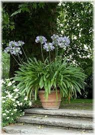10 Amazing Facts Of Agapanthus Peter Pan 6 Is Shocking In A Good Way Garden Images Garden Projects Diy Garden