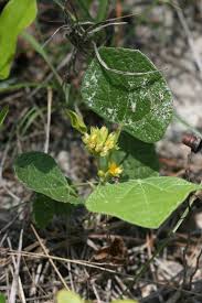 Image result for Rhynchosia