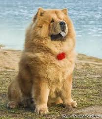 29 Popular Chow Dog Pictures For Dog Lovers Chow Chow Dogs Dogs Dog Pictures