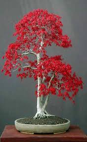 We are continually adding new trees to our catalogue and they do tend to sell quickly. Online Bonsai Trees For Sale Home Facebook