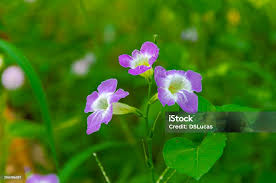 Image result for Asystasia gangetica