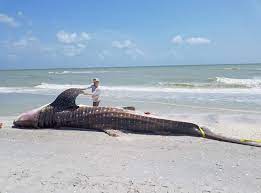 Red tide is a common name for a phenomenon known as an algal bloom, an event in which estuarine, marine, or fresh water algae accumulate rapidly in the water column, or bloom. Red Tide S Toxic Toll Your Questions Answered