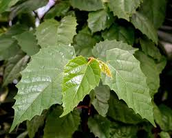 Image result for Cissus