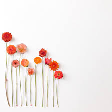 Orange Red Flowers Flora Nectar Nature Beauty Flower Green White Minimal Aesth Floral Wallpaper Iphone Flower Background Wallpaper Flower Wallpaper