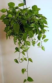 Pin On Houseplant